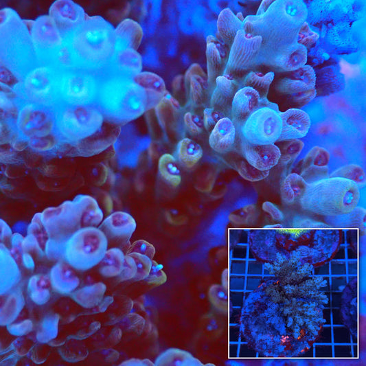 Acro Colony T3B7 macro with colony inset