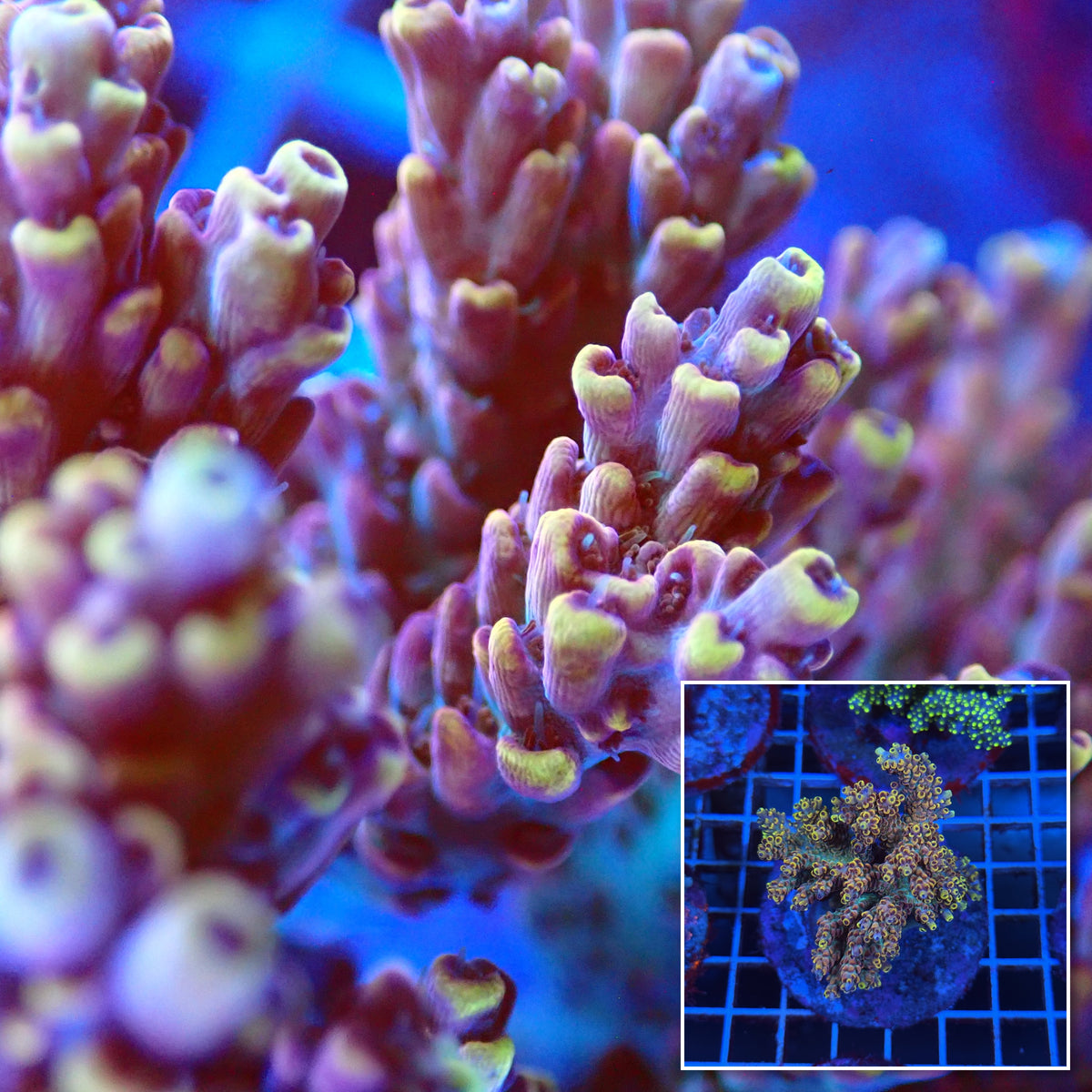 Acro Colony T3B8 macro with colony inset