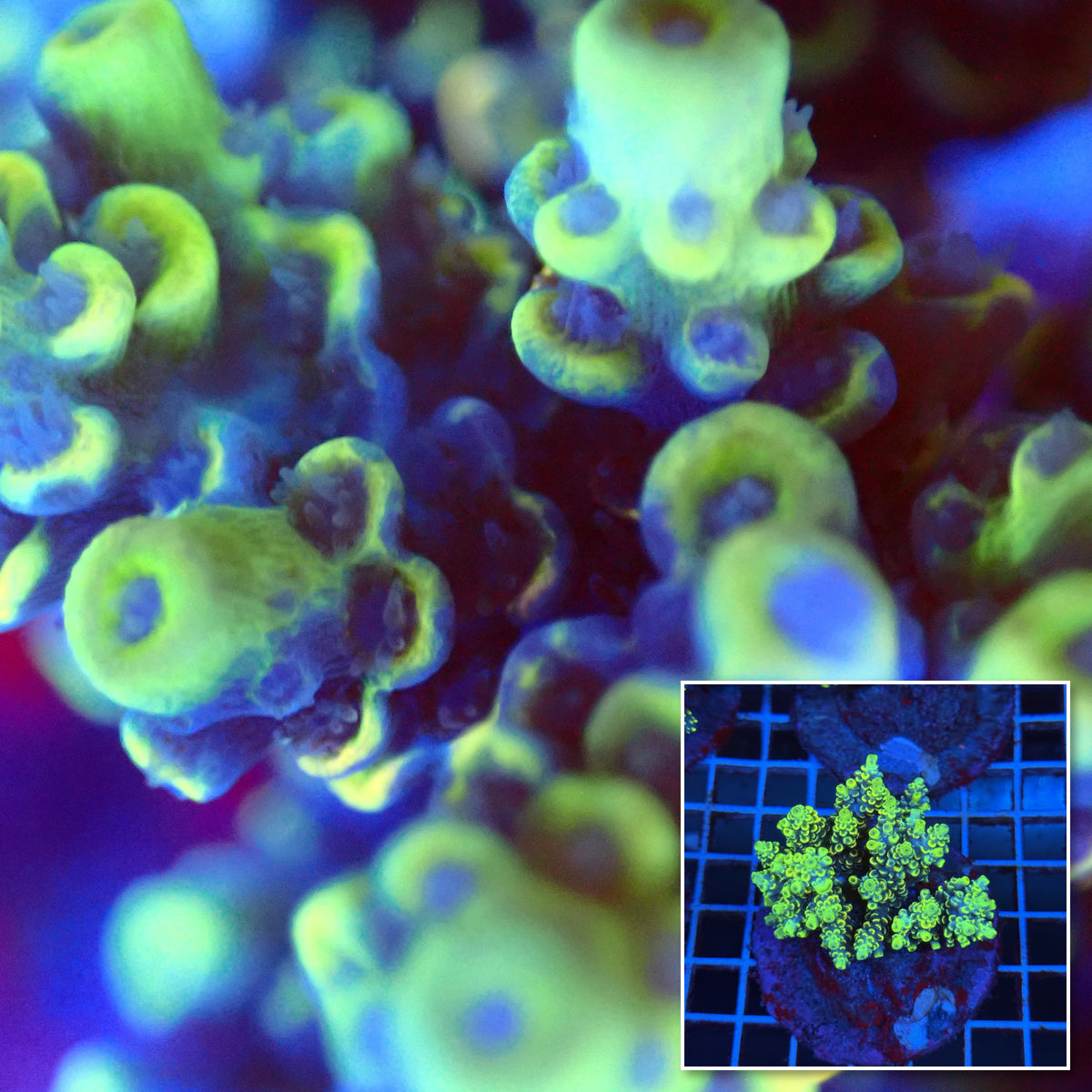 Acro Colony T3B9 macro with colony inset