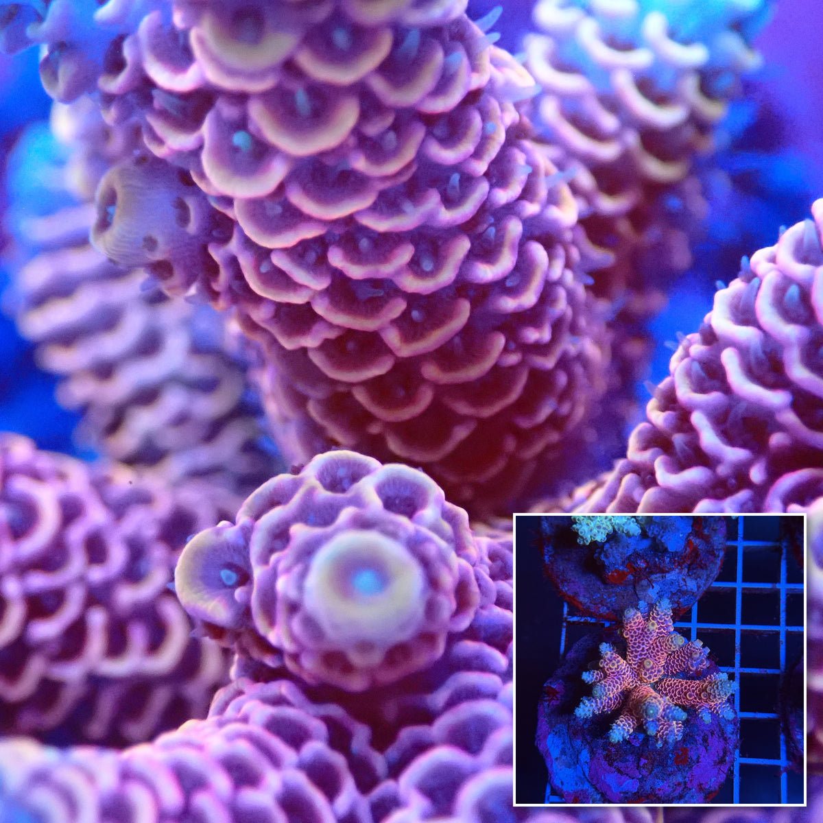Acro Colony T3C1 macro with colony inset
