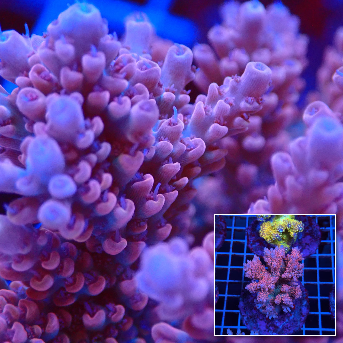 Acro Colony T3C10 macro with colony inset