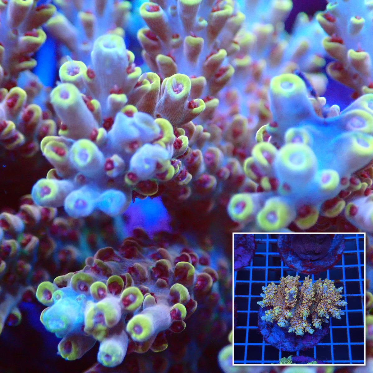 Acro Colony T3C11 macro with colony inset