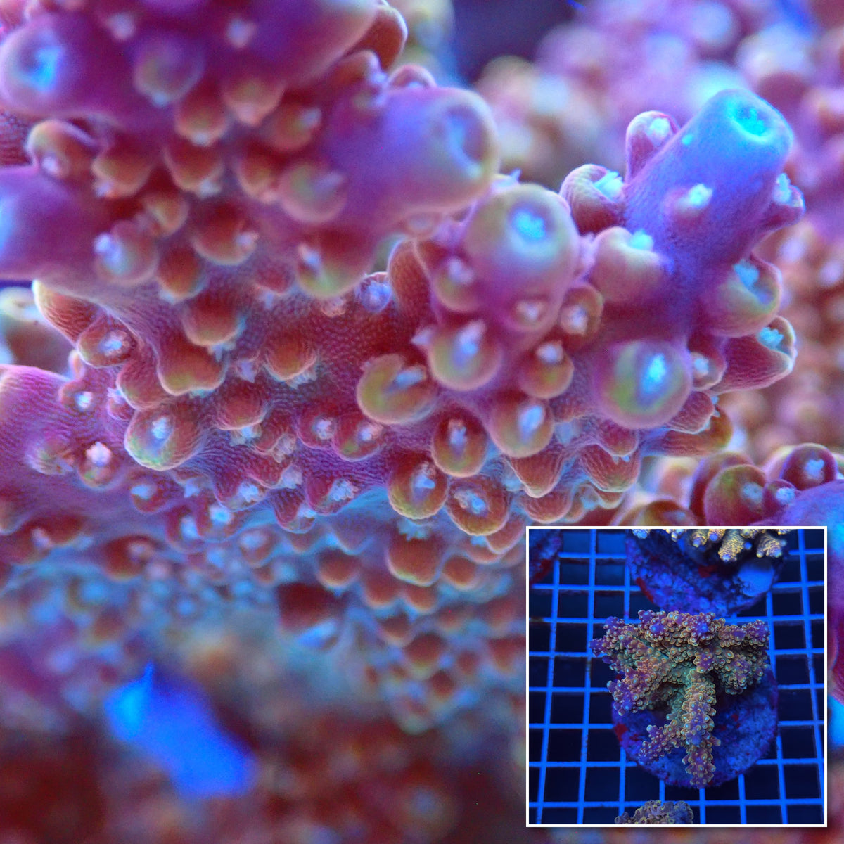 Acro Colony T3C12 macro with colony inset
