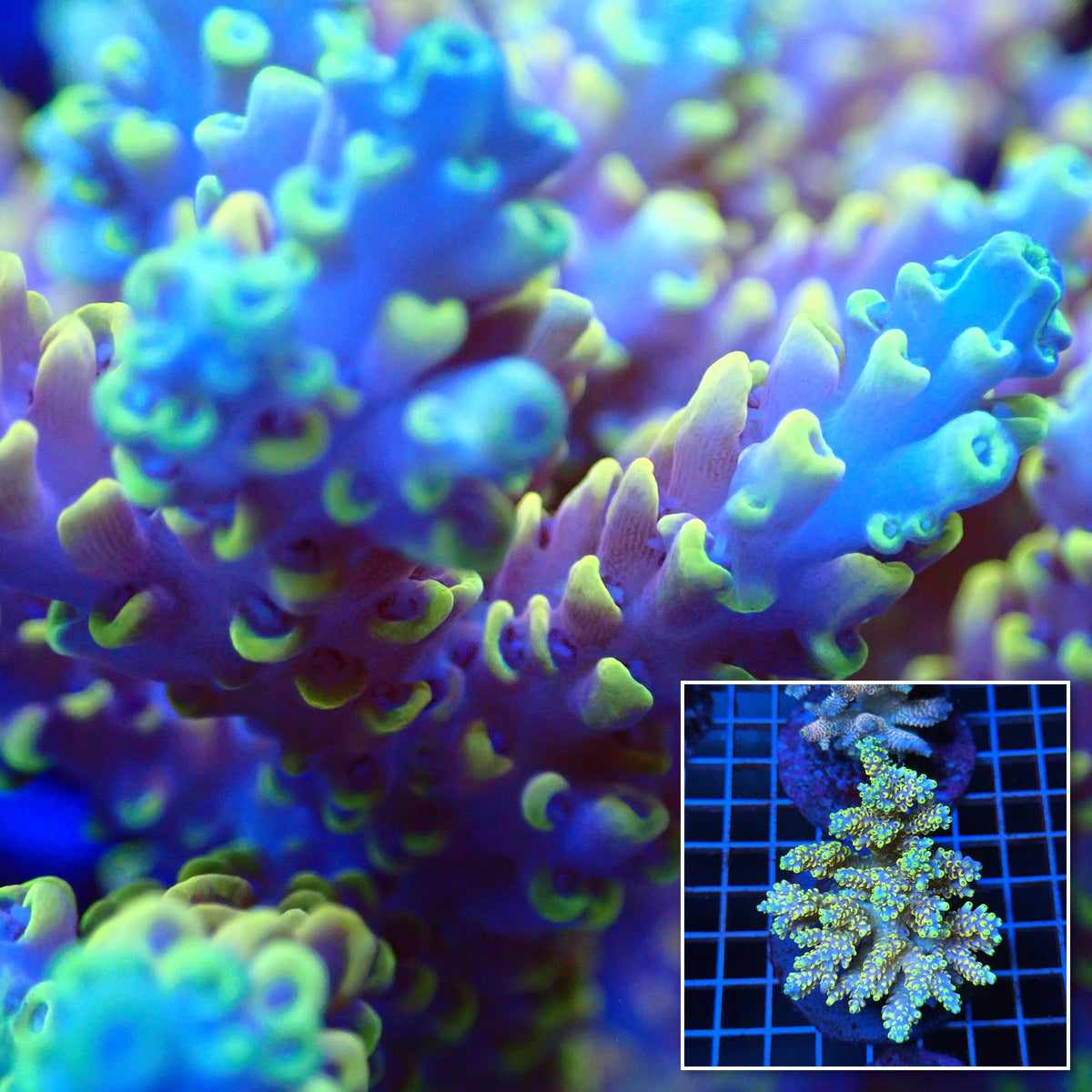 Acro Colony T3C13 macro with colony inset