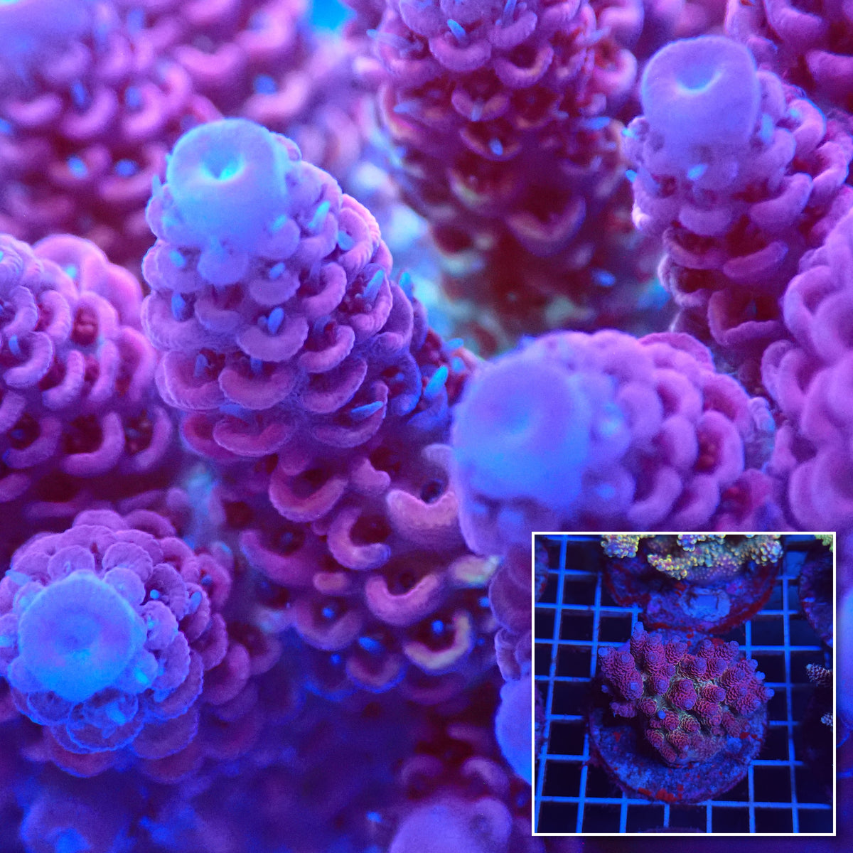 Acro Colony T3C2 macro with colony inset