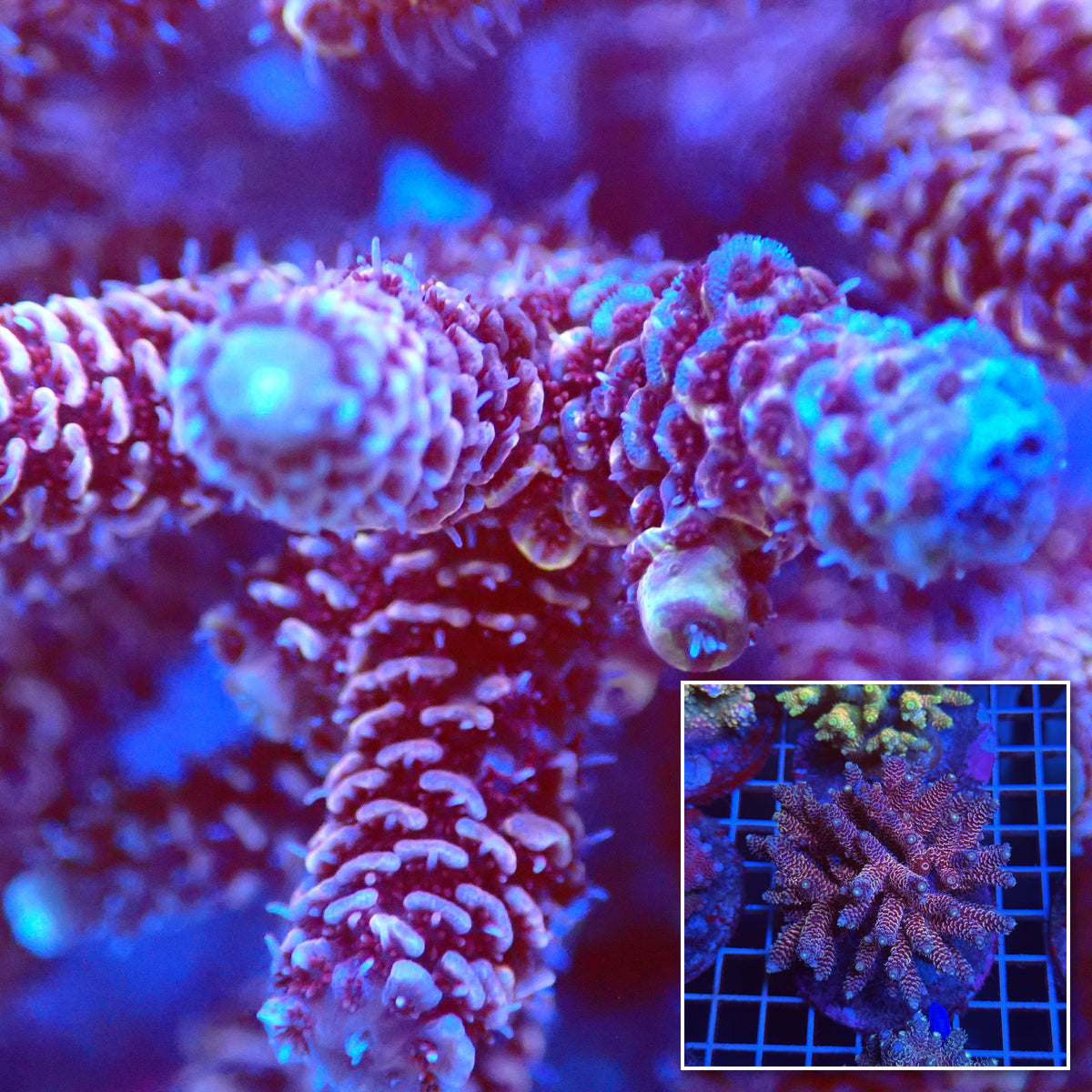 Acro Colony T3C3 macro with colony inset