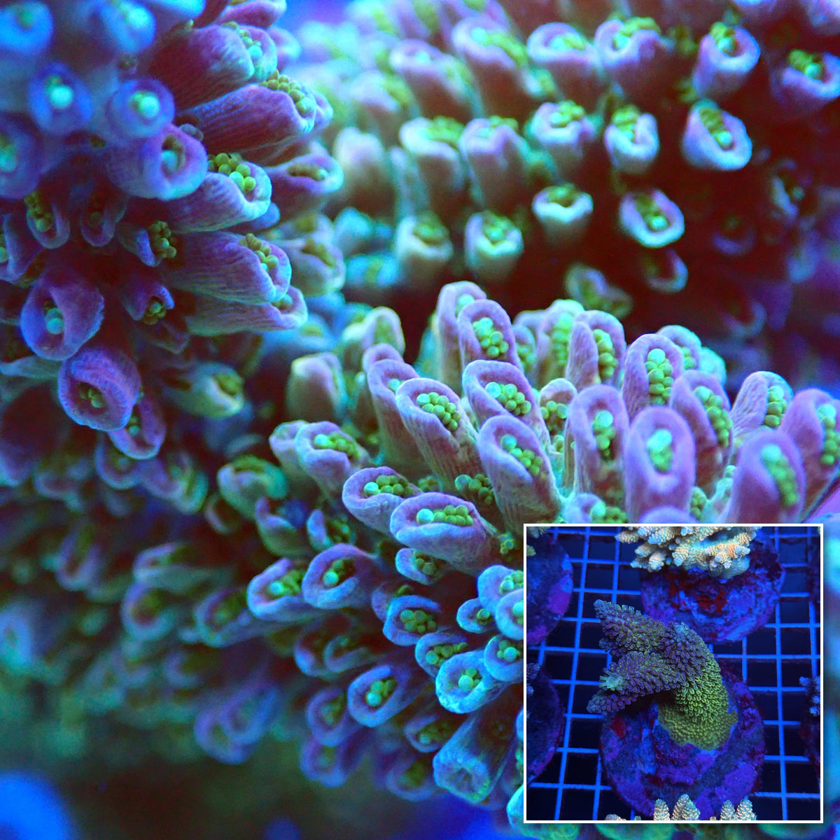 Acro Colony T3C4 macro with colony inset