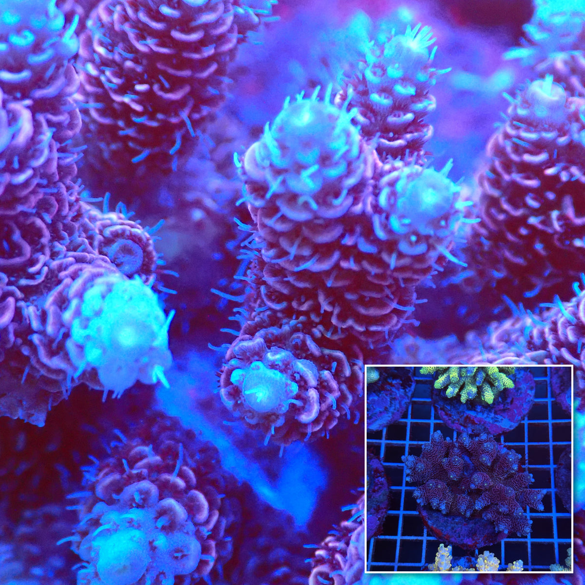 Acro Colony T3C5 macro with colony inset