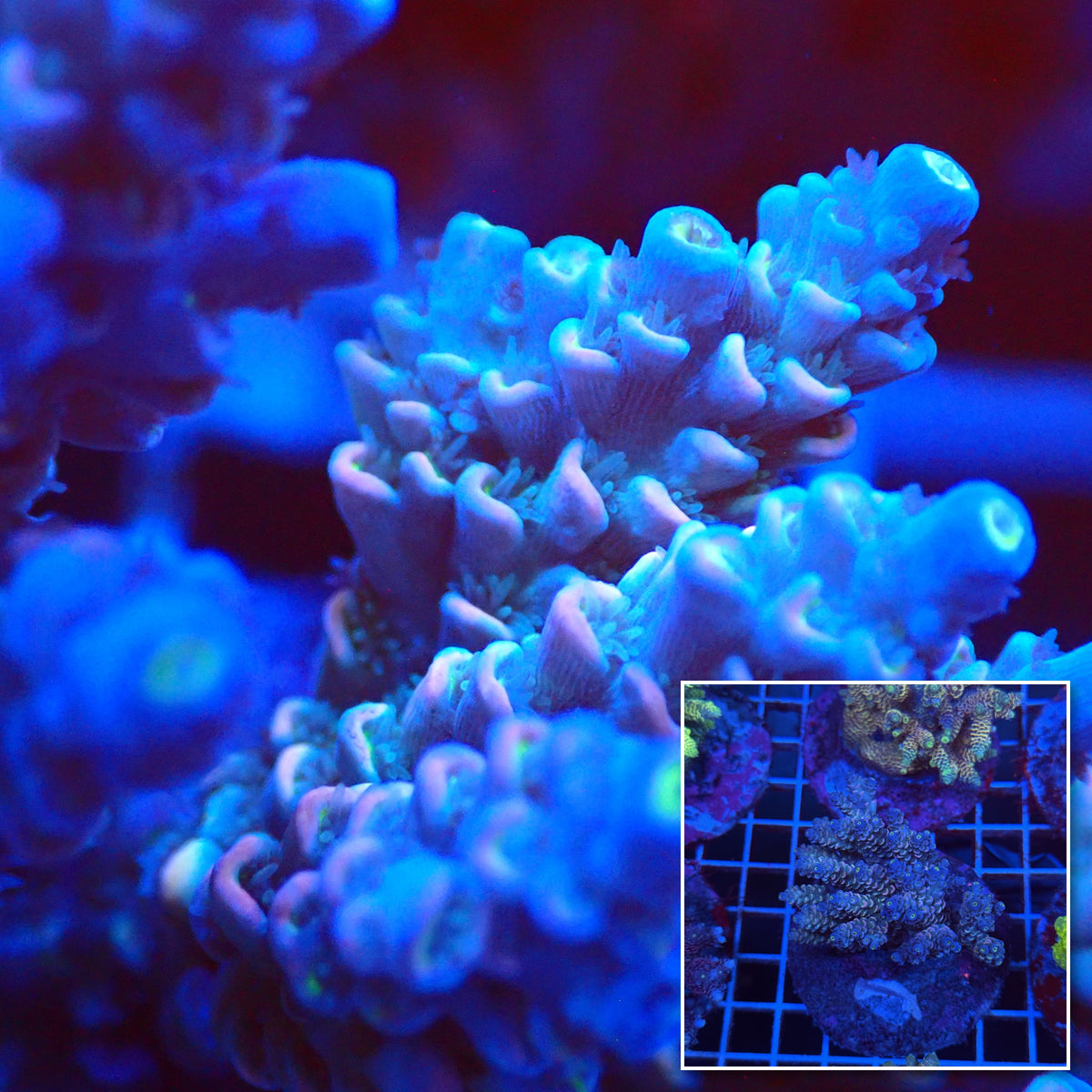 Acro Colony T3C6 macro with colony inset