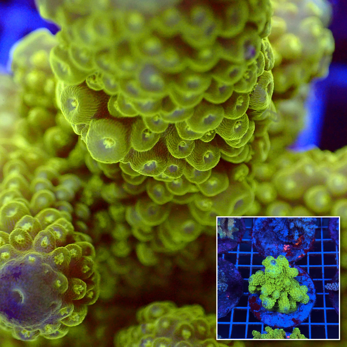 Acro Colony T3C7 macro with colony inset