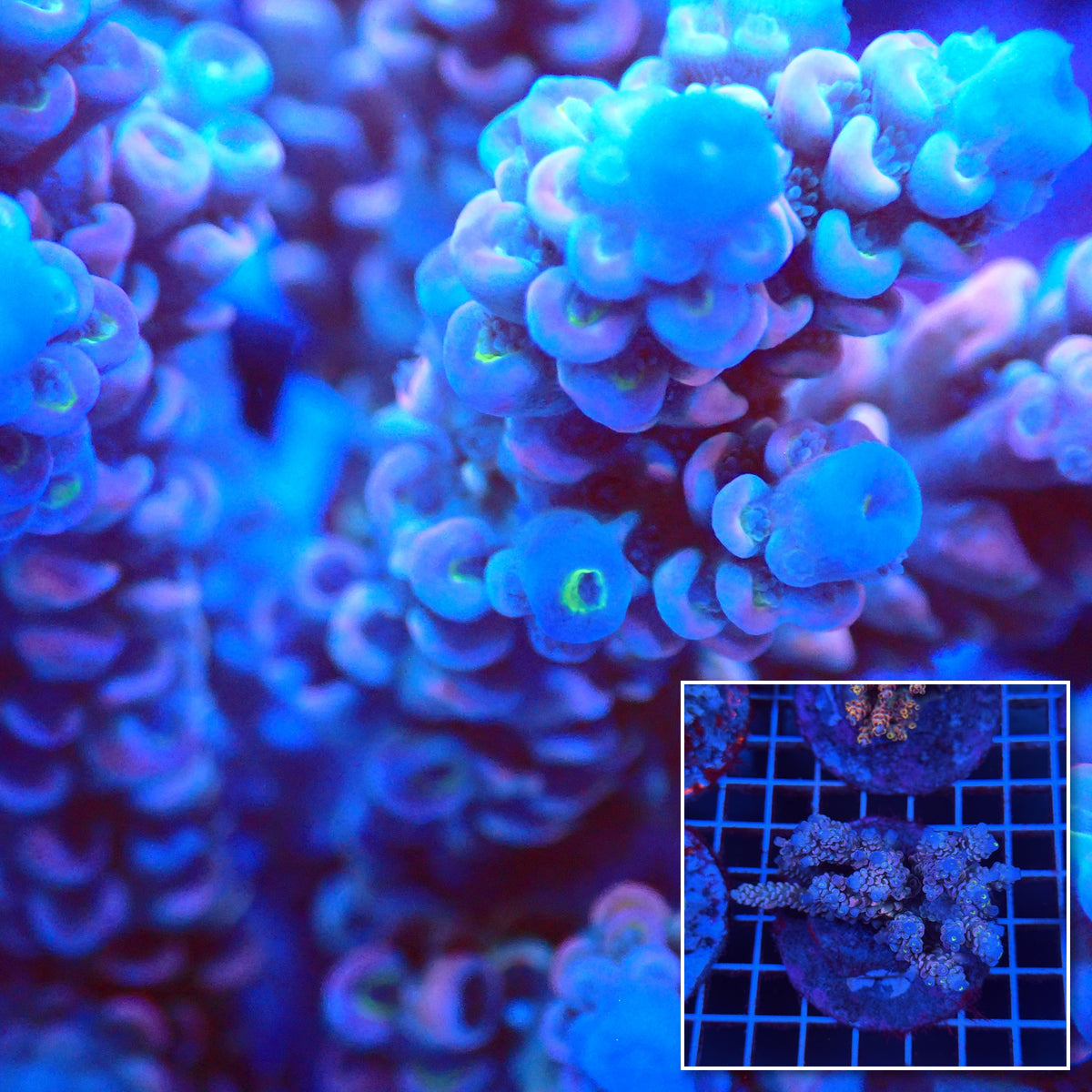 Acro Colony T3C8 macro with colony inset