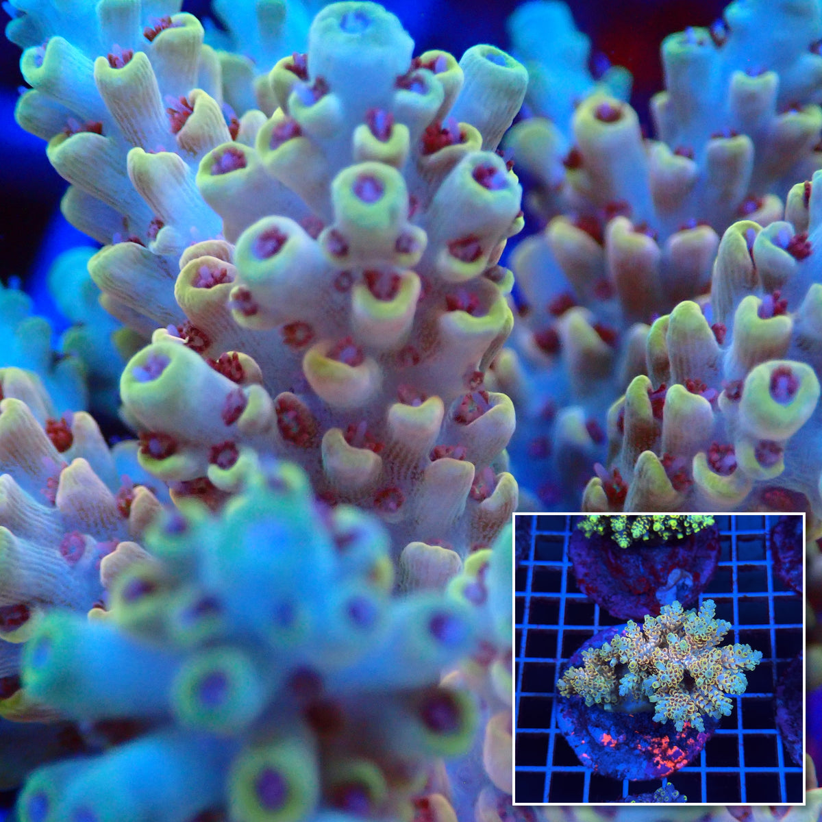Acro Colony T3C9 macro with colony inset
