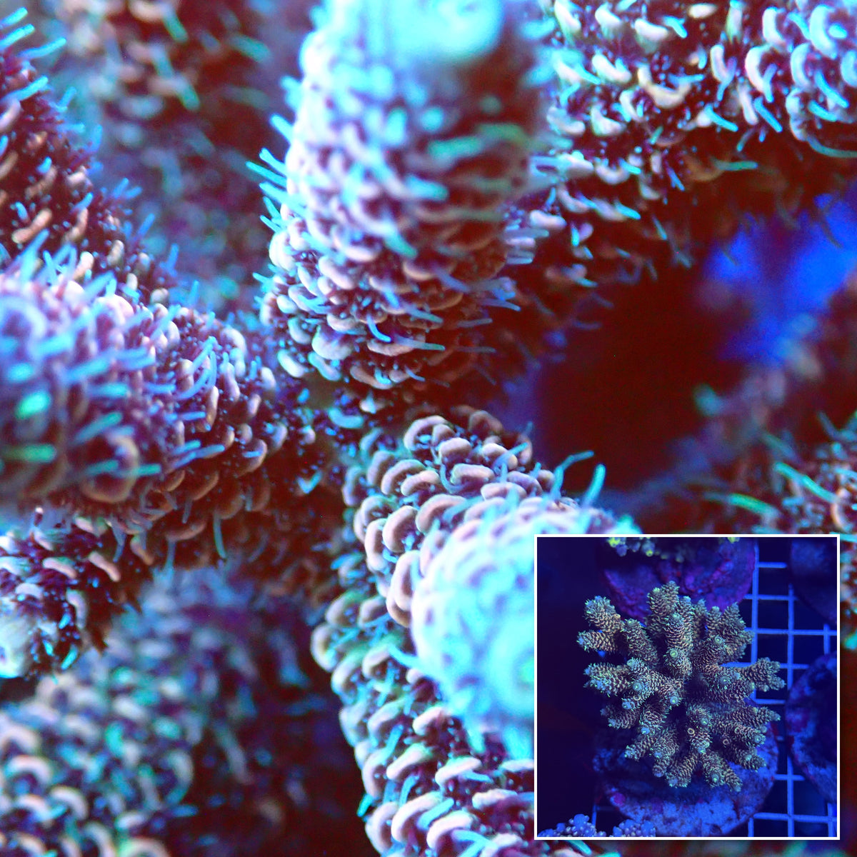 Acro Colony T3E1 macro with colony inset