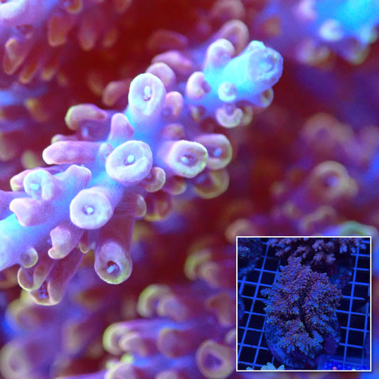 Acro Colony T3E10 macro with colony inset