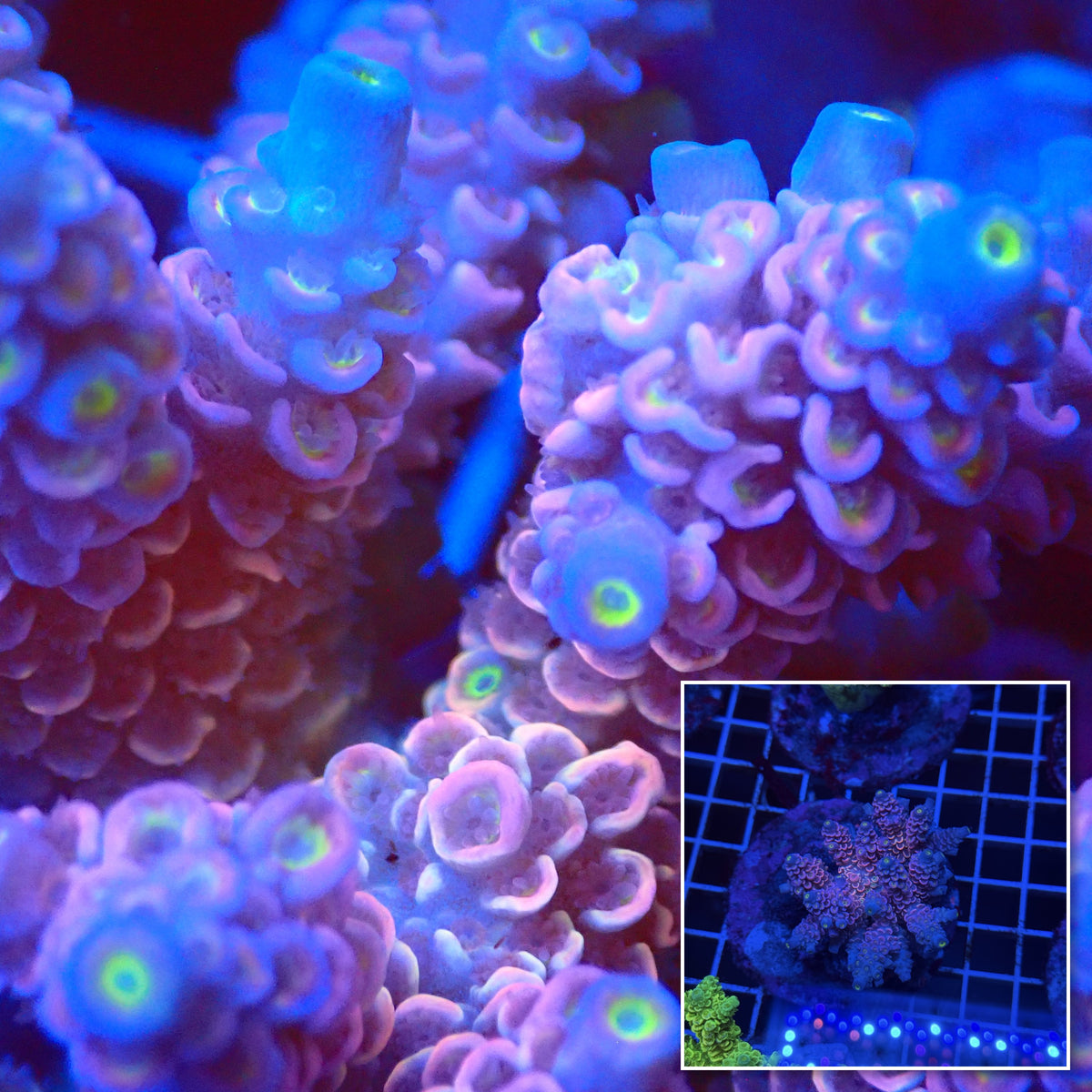 Acro Colony T3E11 macro with colony inset