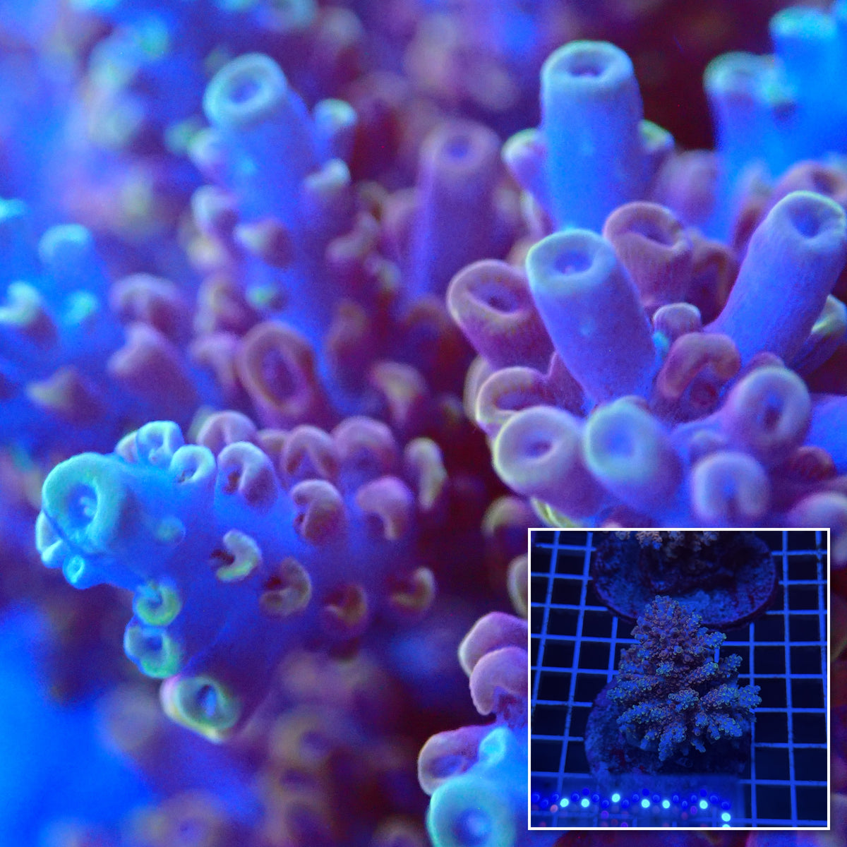 Acro Colony T3E12 macro with colony inset