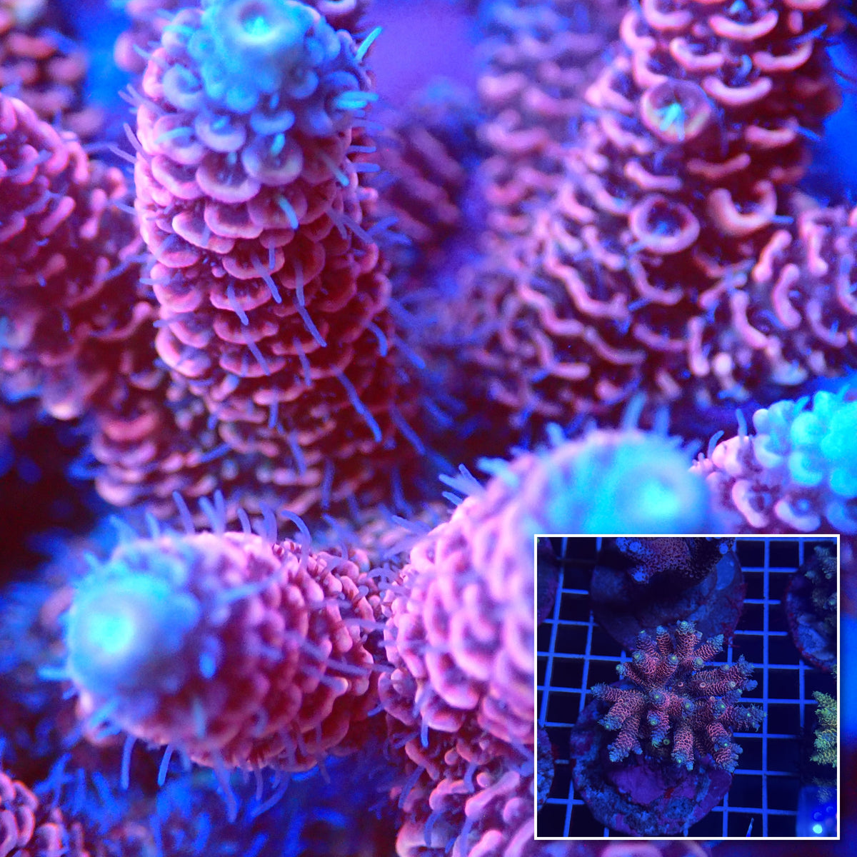 Acro Colony T3E2 macro with colony inset