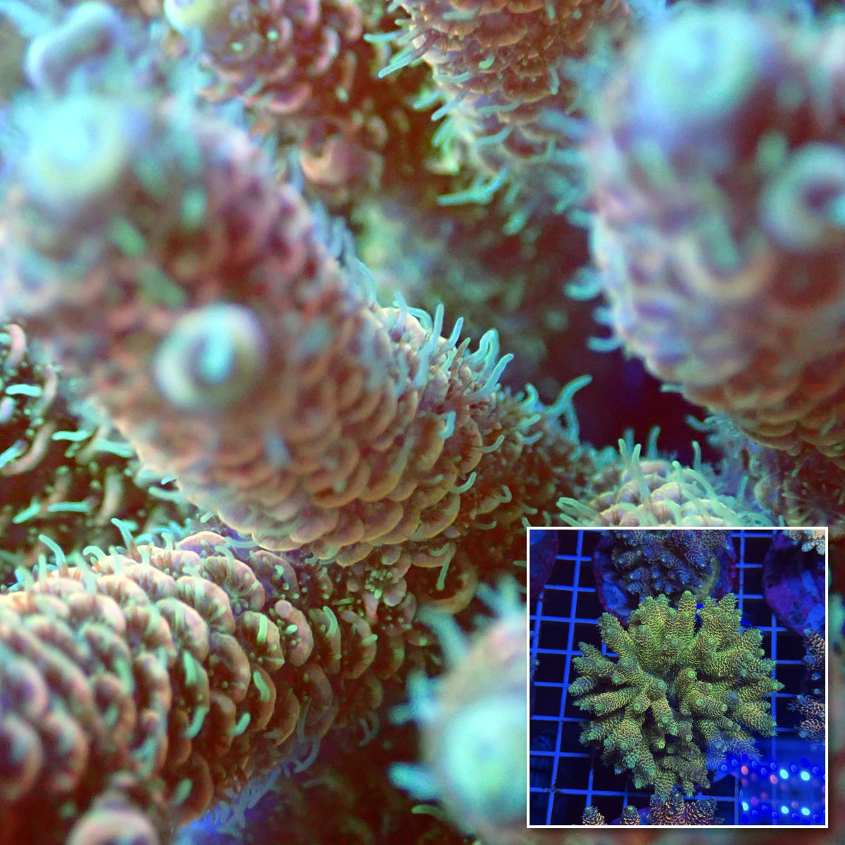 Acro Colony T3E3 macro with colony inset