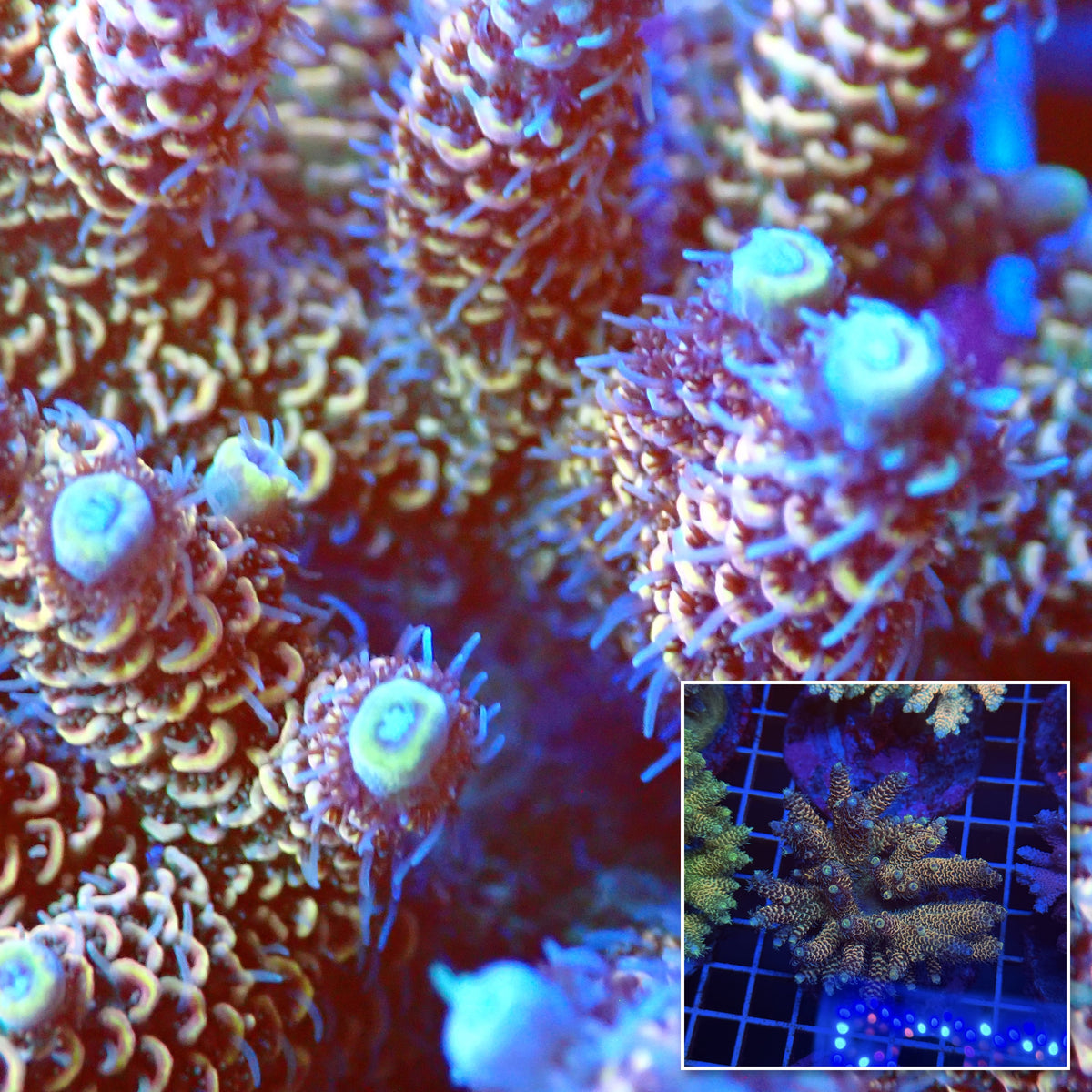 Acro Colony T3E4 macro with colony inset