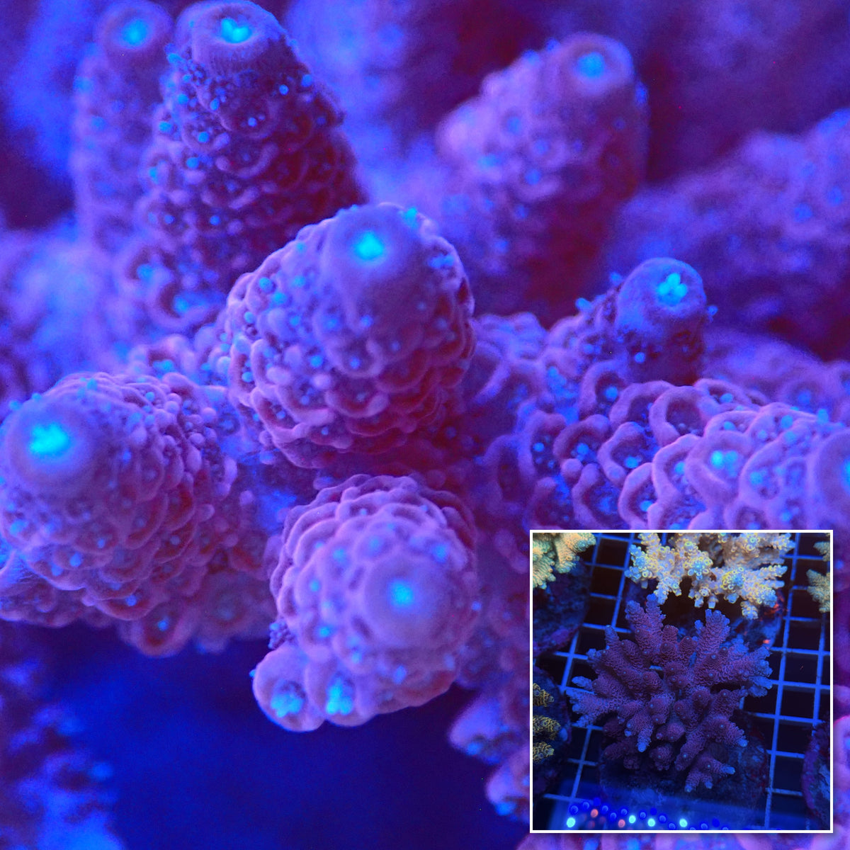 Acro Colony T3E5 macro with colony inset