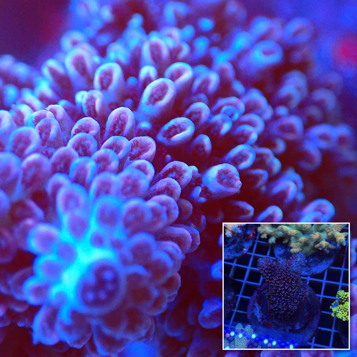 Acro Colony T3E6 macro with colony inset