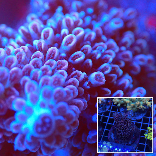 Acro Colony T3E6 macro with colony inset