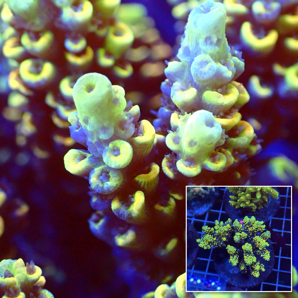 Acro Colony T3E7 macro with colony inset