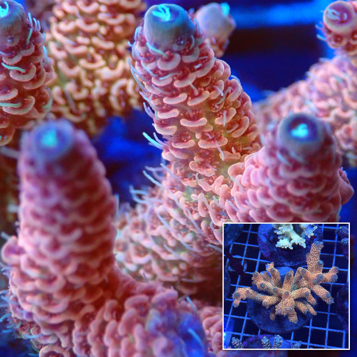 Acro Colony T3E8 macro with colony inset