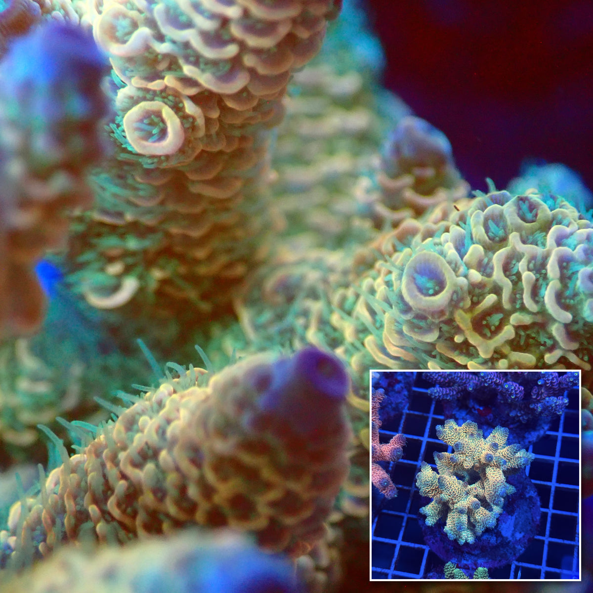 Acro Colony T3E9 macro with colony inset