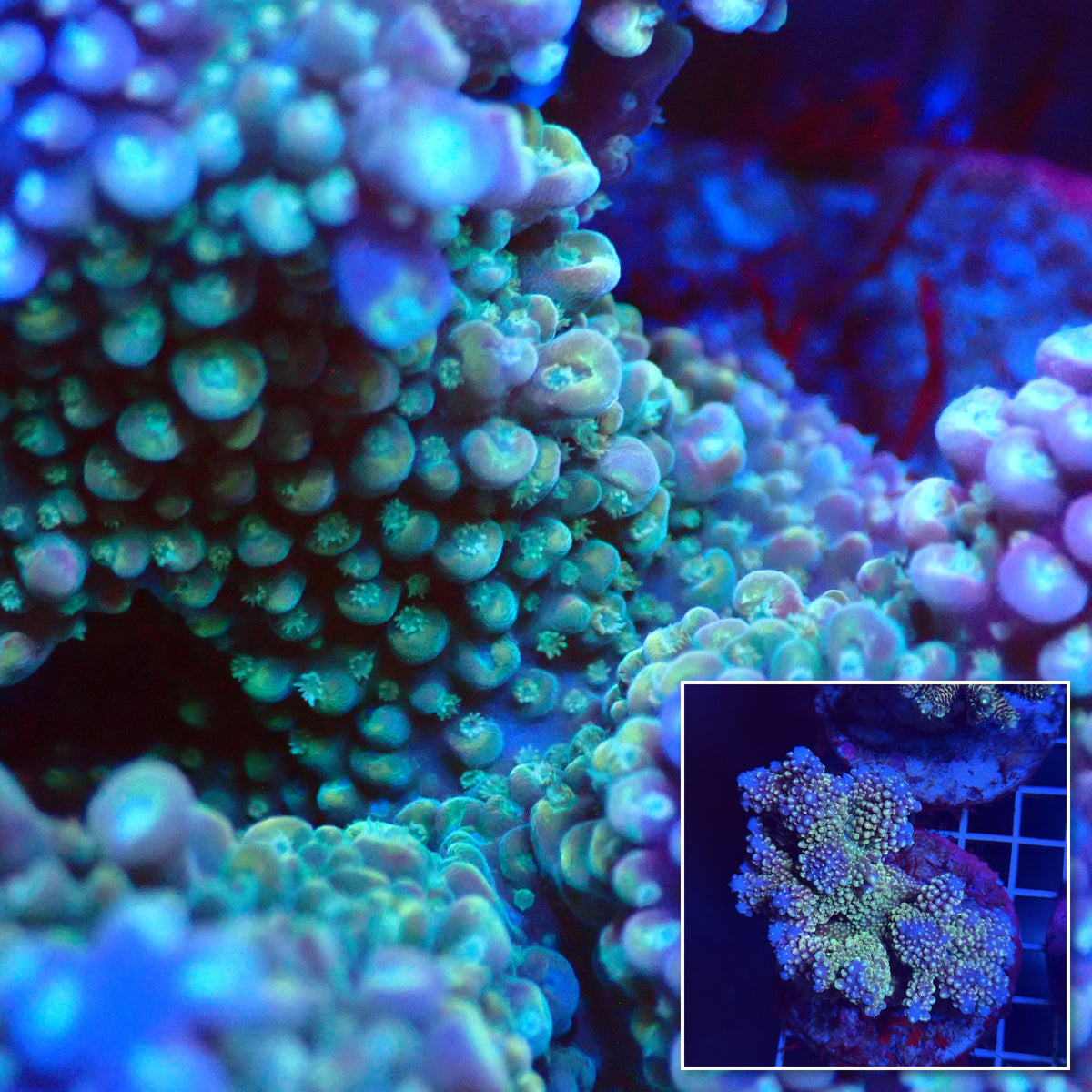 Acro Colony T3F1 macro with colony inset