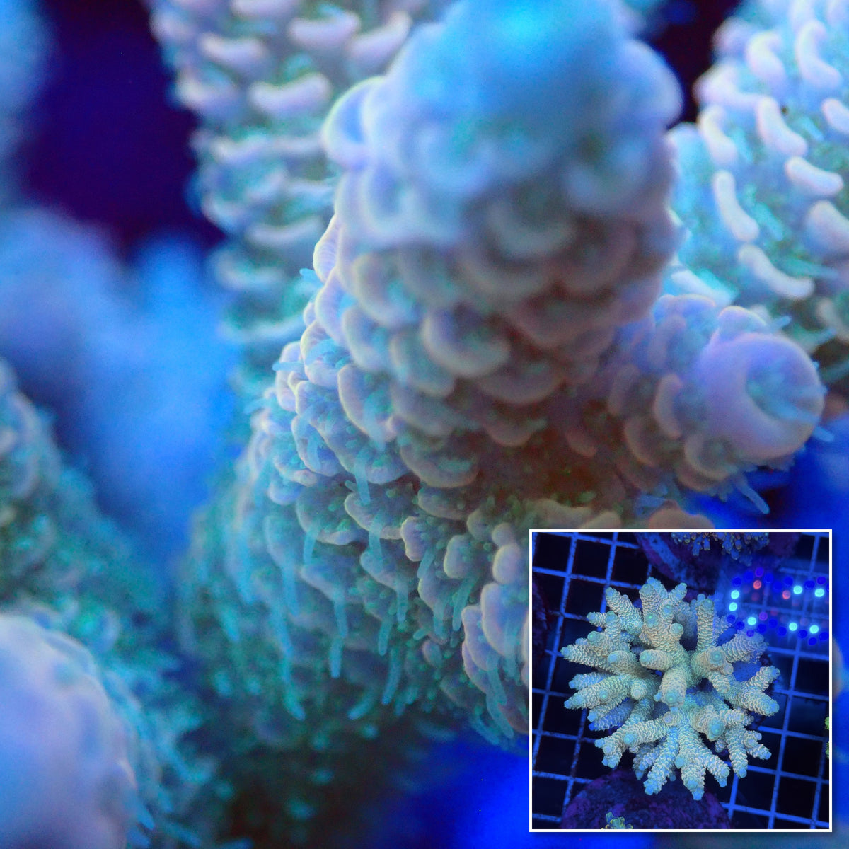Acro Colony T3F10 macro with colony inset