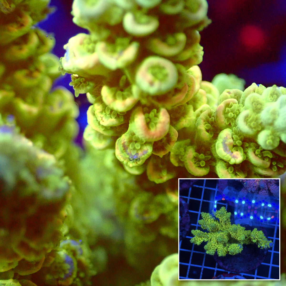 Acro Colony T3F11 macro with colony inset