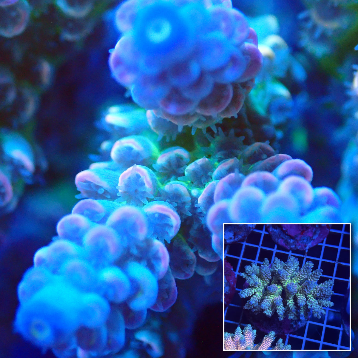 Acro Colony T3F2 macro with colony inset