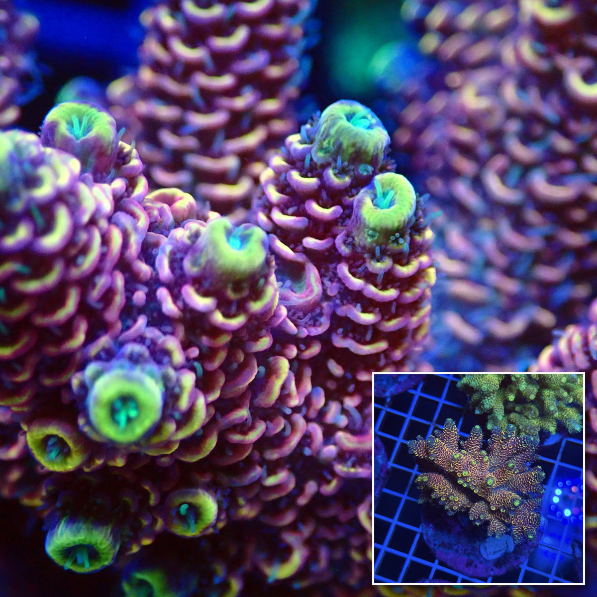 Acro Colony T3F3 macro with colony inset
