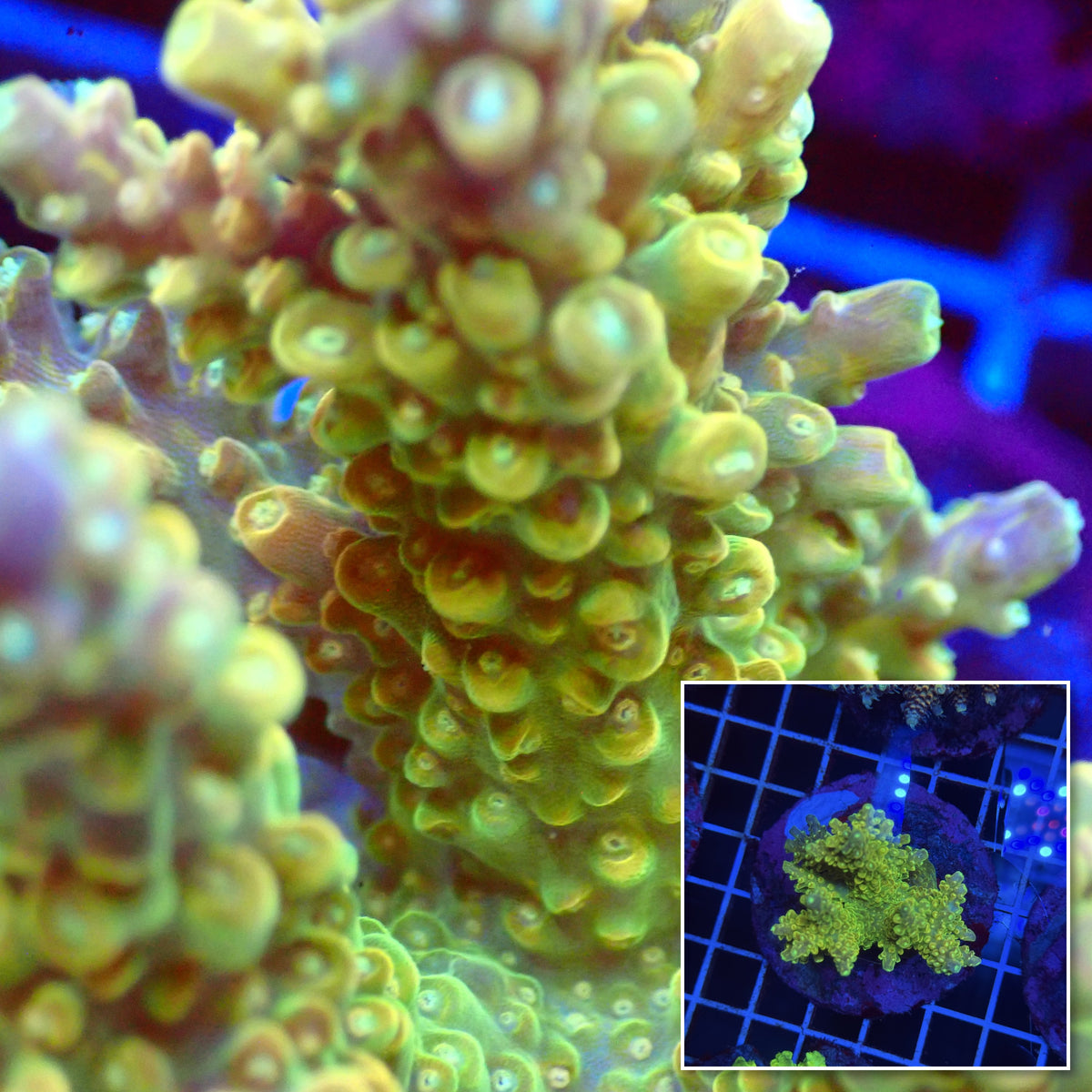 Acro Colony T3F4 macro with colony inset