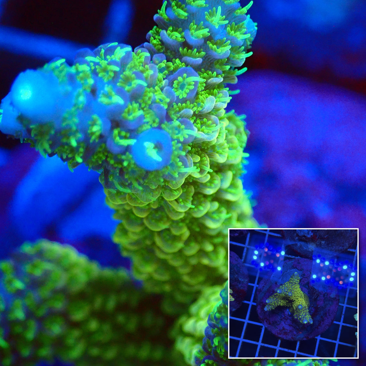 Acro Colony T3F5 macro with colony inset