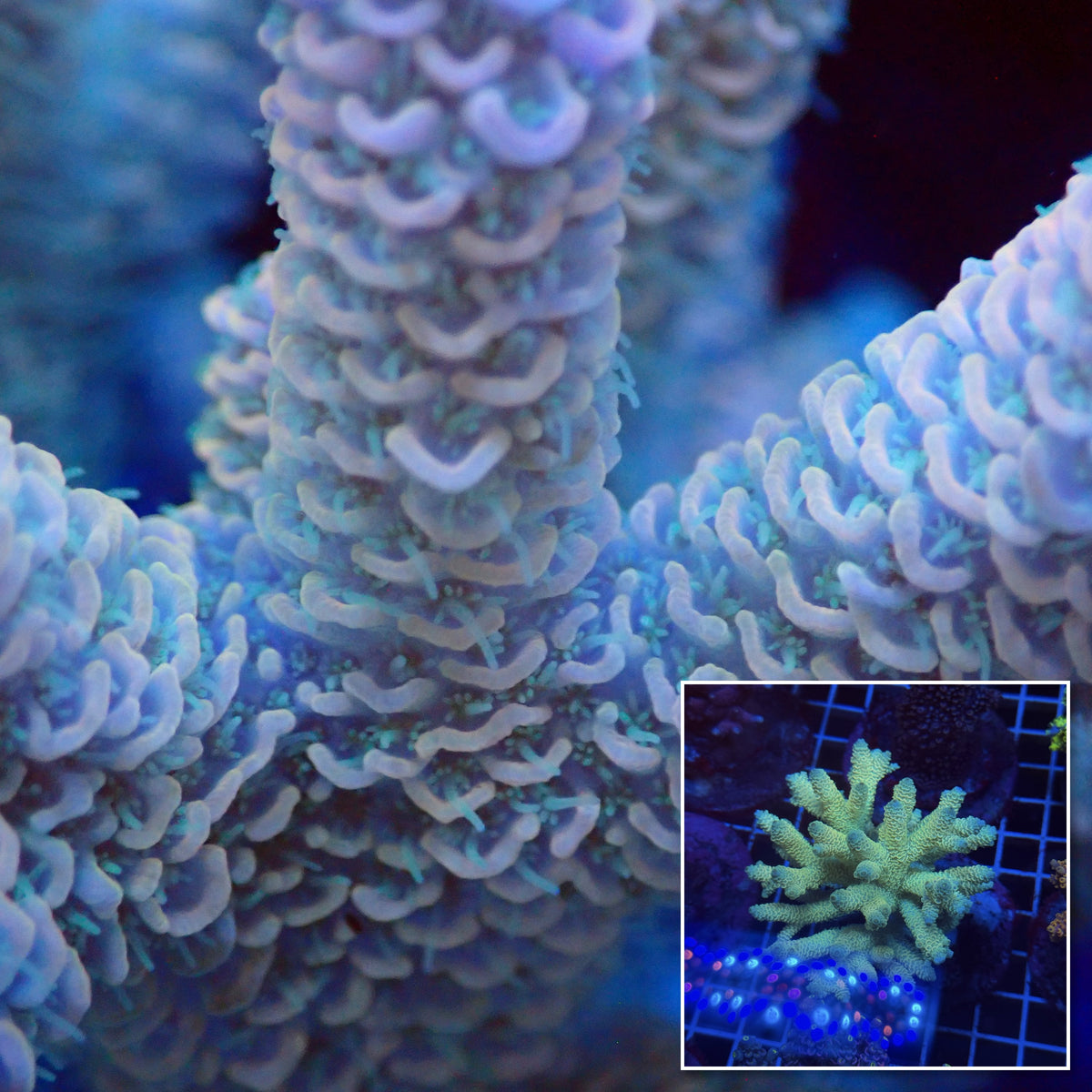 Acro Colony T3F6 macro with colony inset