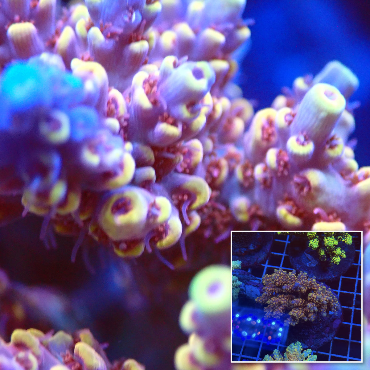 Acro Colony T3F7 macro with colony inset