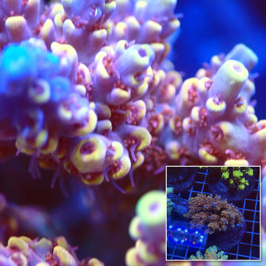 Acro Colony T3F7 macro with colony inset