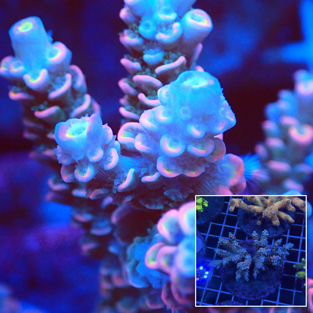 Acro Colony T3F8 macro with colony inset