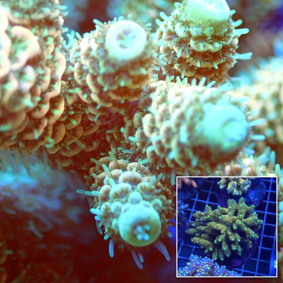 Acro Colony T3F9 macro with colony inset