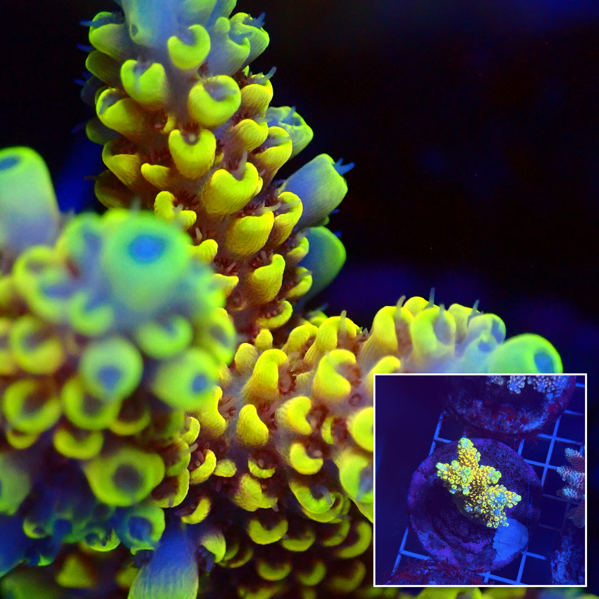 Acro Colony T3G1 macro with colony inset