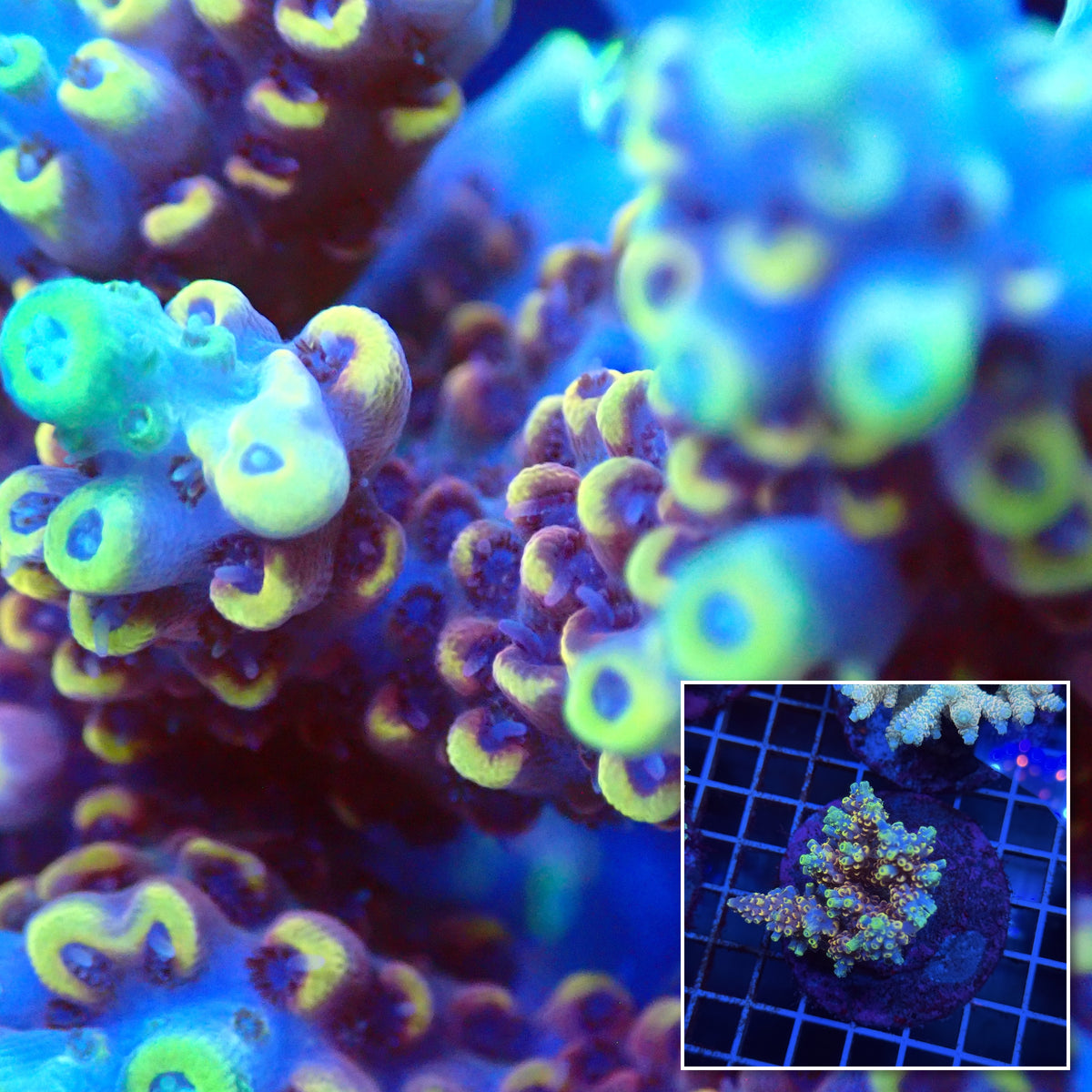 Acro Colony T3G10 macro with colony inset