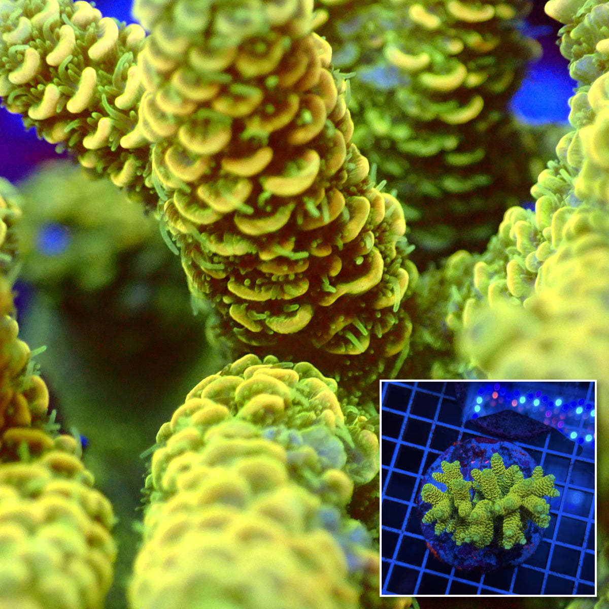 Acro Colony T3G11 macro with colony inset