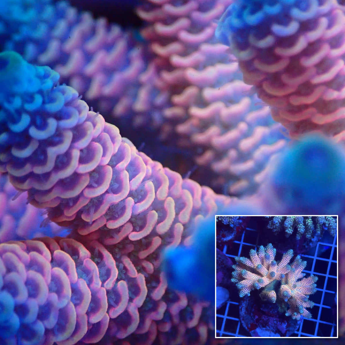 Acro Colony T3G2 macro with colony inset