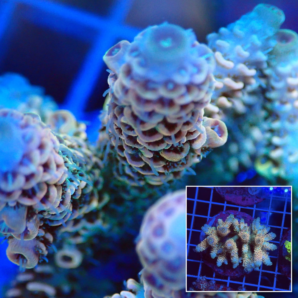 Acro Colony T3G3 macro with colony inset