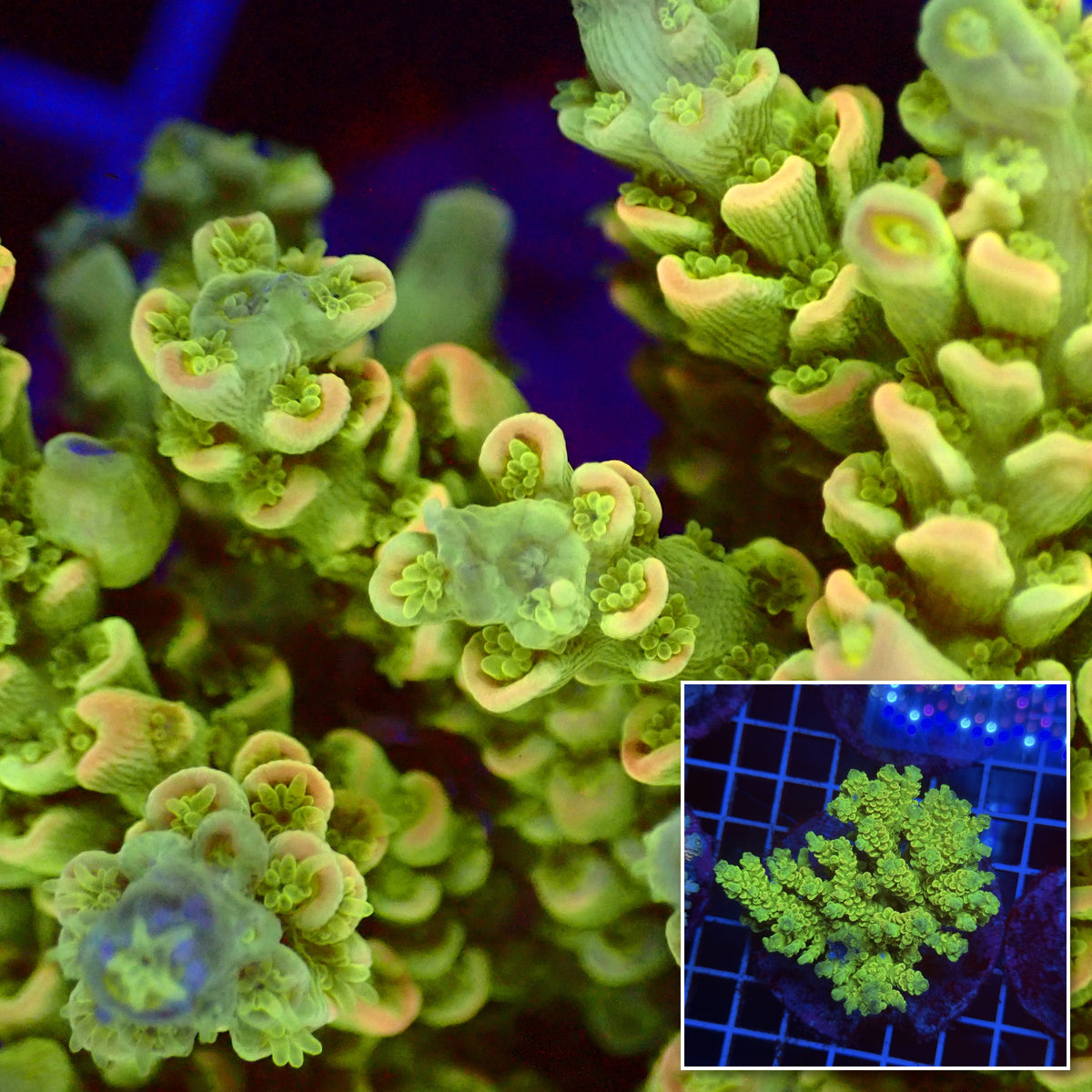 Acro Colony T3G4 macro with colony inset