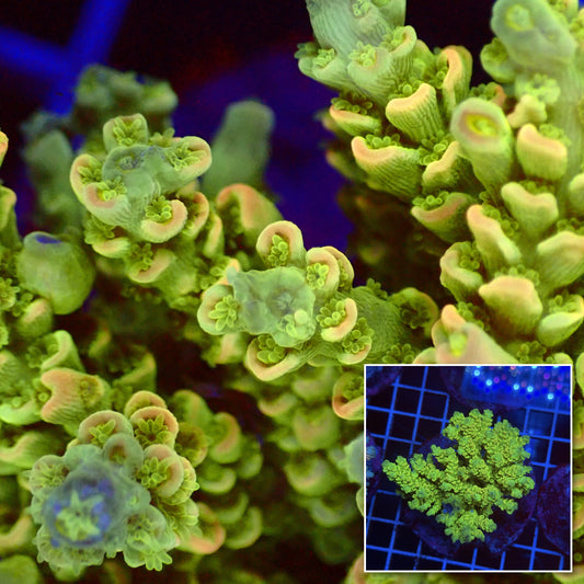 Acro Colony T3G4 macro with colony inset