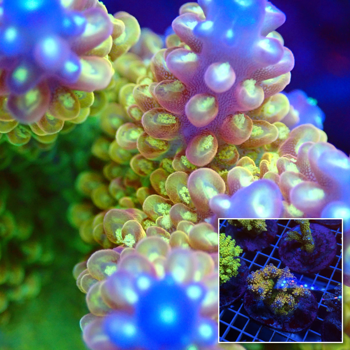 Acro Colony T3G5 macro with colony inset
