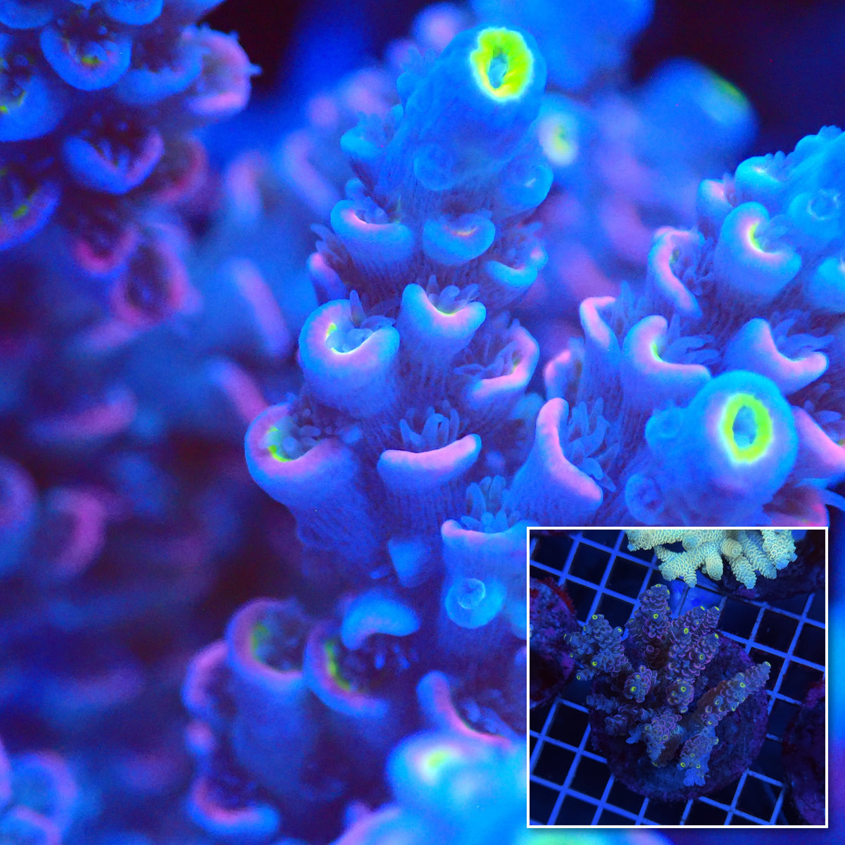 Acro Colony T3G6 macro with colony inset